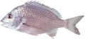 BREAM....TARGET FOR SPRAT IN QLD/NSW 